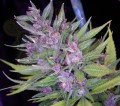 Frisian Dew