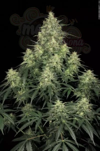 PARADISE SEEDS - Atomical Haze