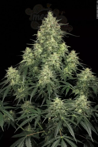 PARADISE SEEDS - Atomical Haze