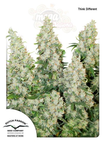 -40% DUTCH PASSION - Auto Think Different 1szt