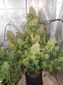 -40% DUTCH PASSION - Auto Think Different 1szt