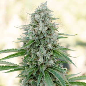 Silent Seeds - Critical Mango