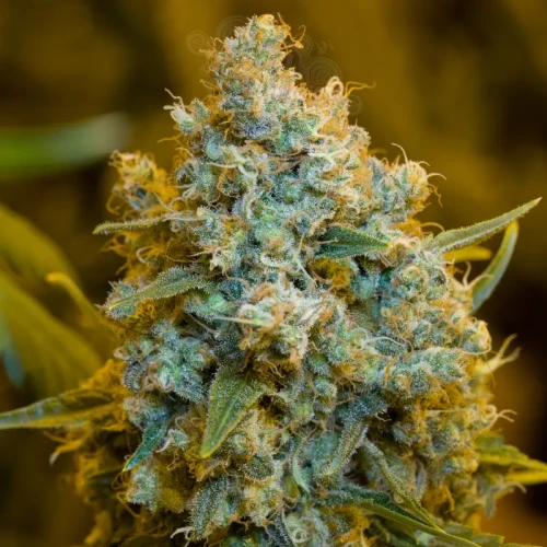 Silent Seeds - Critical Jack