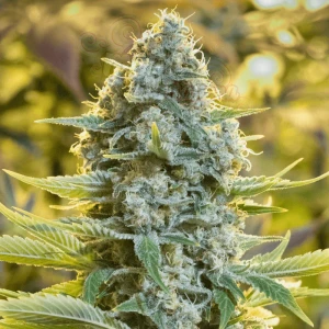 Silent Seeds - Moby Dick