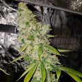 RIPPER SEEDS - Ripper Badazz