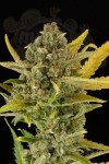 DINAFEM - Critical Cheese Autoflowering