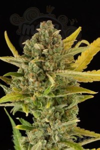 DINAFEM - Critical Cheese Autoflowering