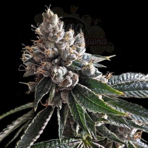 DNA GENETICS - Golden Lemons