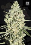 BULK SEED BANK - Auto Critical