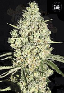 BULK SEED BANK - Auto Critical