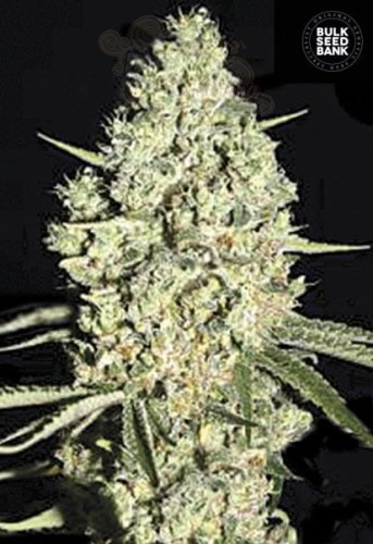 BULK SEED BANK - Auto Critical