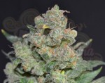 CBD Seeds - Cheese