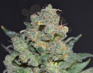 CBD Seeds - Cheese
