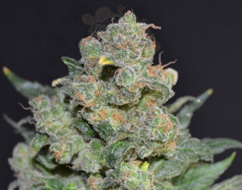 CBD Seeds - Cheese
