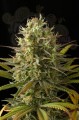 DINAFEM - Original Amnesia