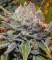Black Domina