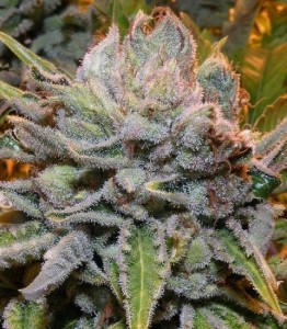 Black Domina