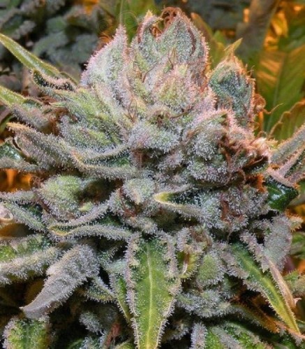 Black Domina