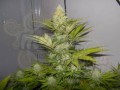 ROYAL QUEEN SEEDS - Power Flower®