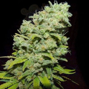BIOHAZARD SEEDS - Psicotropic