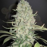 Big Bud