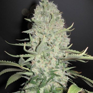 Big Bud