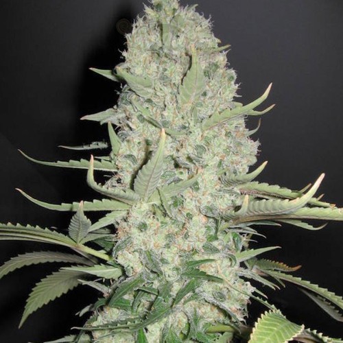 Big Bud