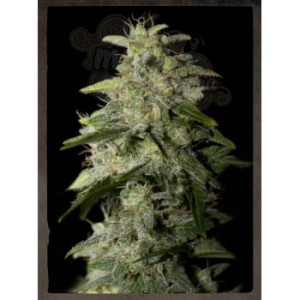 STRAIN HUNTERS - Money Maker