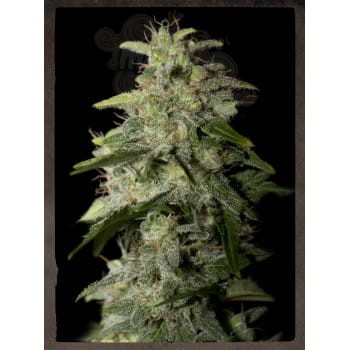 STRAIN HUNTERS - Money Maker