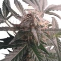 ROYAL QUEEN SEEDS - Northern Light Automatic®