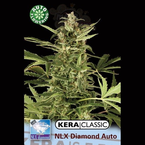 KERA SEEDS - N.L.X. Diamond Auto