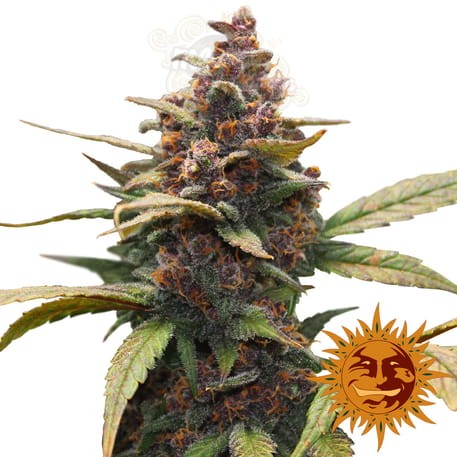 BARNEY’S FARM - Ayahuasca Purple