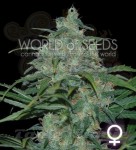 WORLD OF SEEDS - Wild Thailand