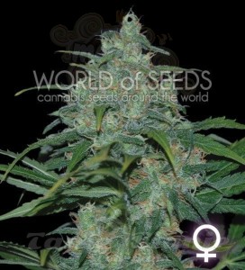 WORLD OF SEEDS - Wild Thailand