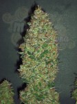 00 SEEDS BANK - Chocolate Skunk