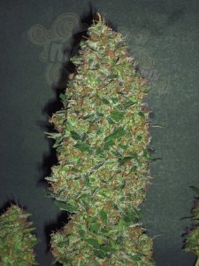 00 SEEDS BANK - Chocolate Skunk