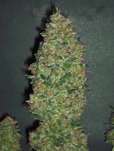 00 SEEDS BANK - Chocolate Skunk