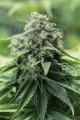 DINAFEM - Critical Mass CBD