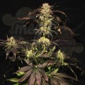 PARADISE SEEDS - White Berry