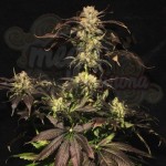 PARADISE SEEDS - White Berry