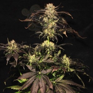 PARADISE SEEDS - White Berry