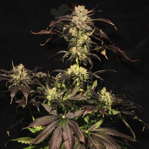 PARADISE SEEDS - White Berry