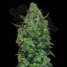 VIP SEEDS - Membrana Hyperauto
