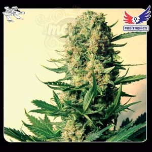 POSITRONICS - Critical 47