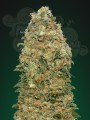 00 SEED BANK - White Widow