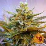 BARNEY’S FARM - G13 Haze