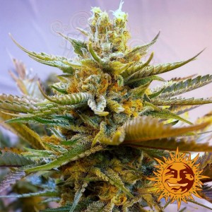 BARNEY’S FARM - G13 Haze