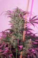 DUTCH PASSION - Auto Night Queen®