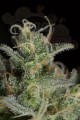 DINAFEM - Cheese CBD