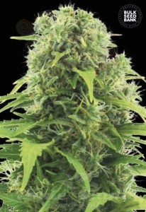 BULK SEED BANK - Auto Northern Light